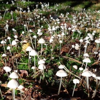 Be more mushroom
