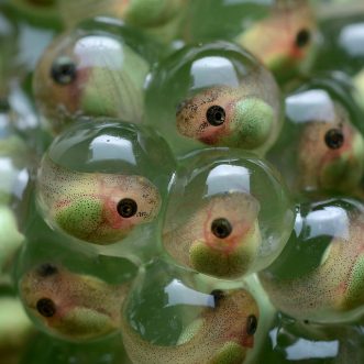 The future belongs to tadpoles