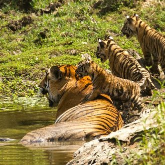 Letting go of the tiger