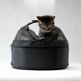 The cat’s out of the bag