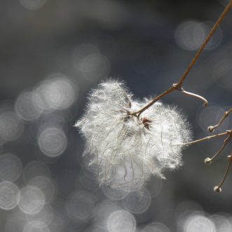 Fluff
