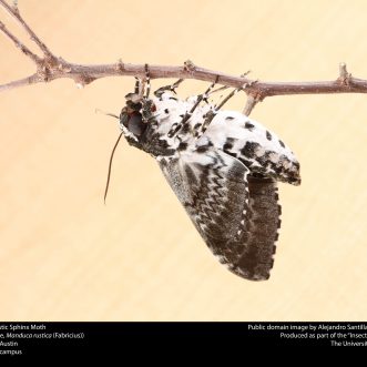 Metamorphosis