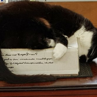 Cattus Economicus
