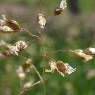 Sweetgrass